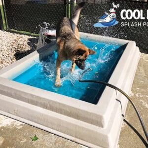 Cool Dog Splash Pool For Dogs1.