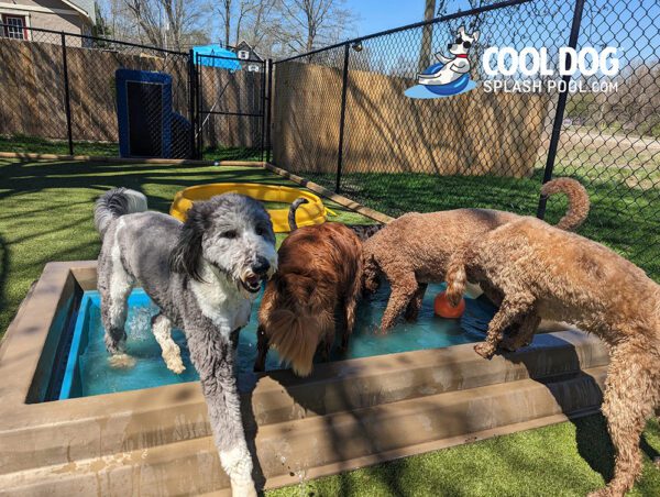 Cool Dog Splash Pool For Dogs11