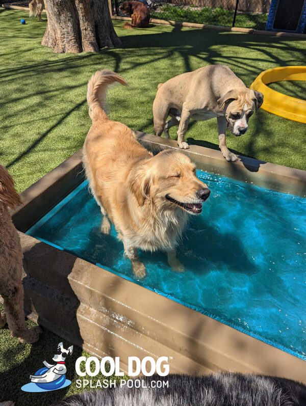 Cool Dog Splash Pool For Dogs13