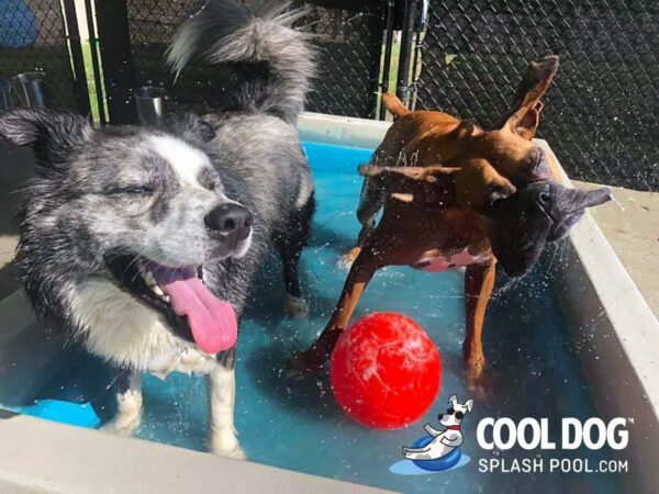 Cool Dog Splash Pool For Dogs4