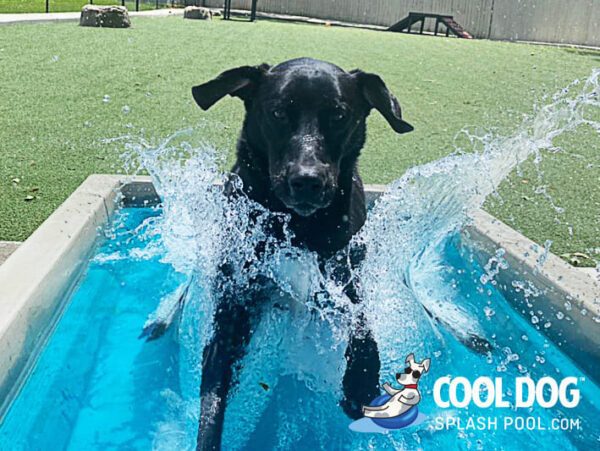 Cool Dog Splash Pool For Dogs5
