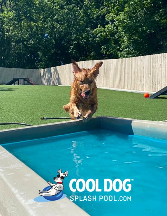 Cool Dog Splash Pool For Dogs6