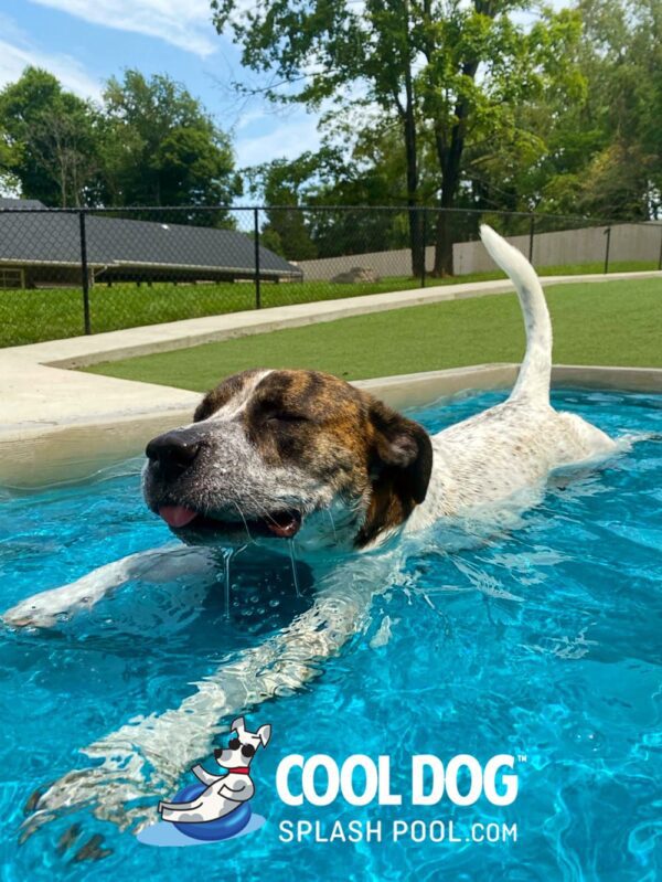 Cool Dog Splash Pool For Dogs7