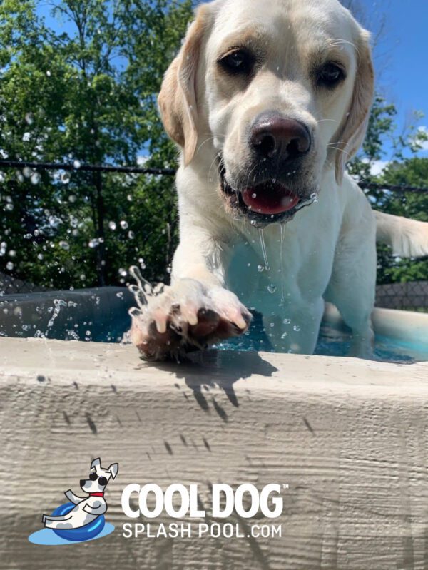 Cool Dog Splash Pool For Dogs9