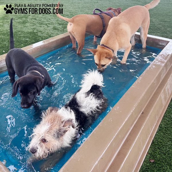 CoolDogSplashPool AlltheDogs
