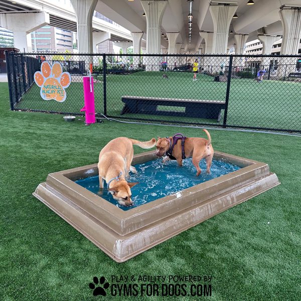 CoolDogSplashPool AlltheDogs5