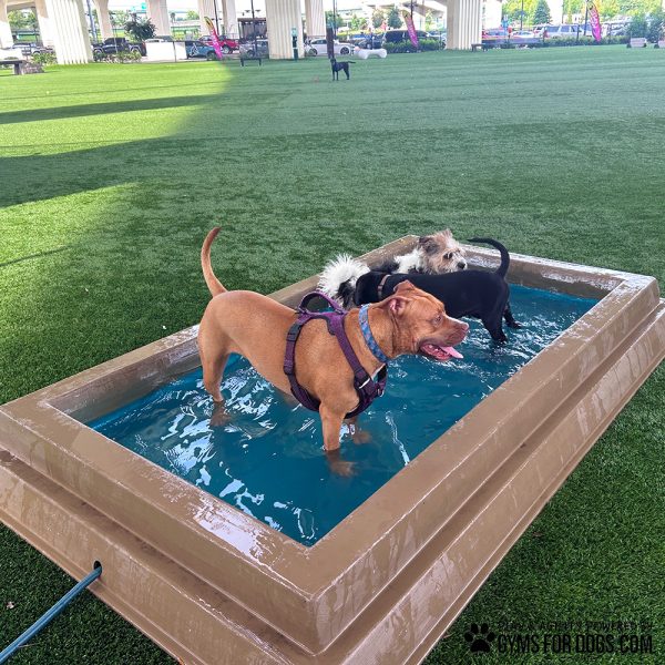 CoolDogSplashPool AlltheDogsMinusMaggie