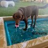 CoolDogSplashPool BigHotDog CoolDogSplashPool BigHotDog