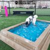 CoolDogSplashPool Dog CoolDogSplashPool Dog