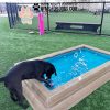 CoolDogSplashPool Maggie CoolDogSplashPool Maggie