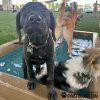 CoolDogSplashPool RippPupp CoolDogSplashPool RippPupp