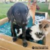 CoolDogSplashPool RippPupp2 CoolDogSplashPool RippPupp2