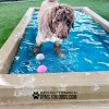 CoolDogSplashPool SingleDog3 CoolDogSplashPool SingleDog3