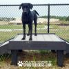Dog Playground Equipment Bridge Climb Small 15