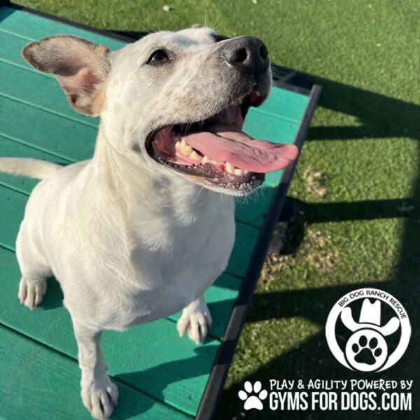 Dog Playground Equipment Bridge Climb Small 17