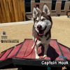 Dog Playground Equipment Bridge Climb Small 18 Dog Playground Equipment Bridge Climb Small 18