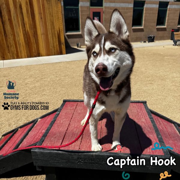 Dog Playground Equipment Bridge Climb Small 18