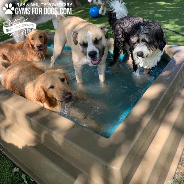 Dog Playground Equipment Cool Dog Splash Pool 02