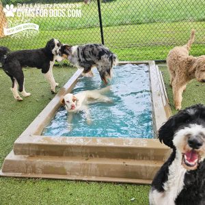 Dog Playground Equipment Cool Dog Splash Pool 03