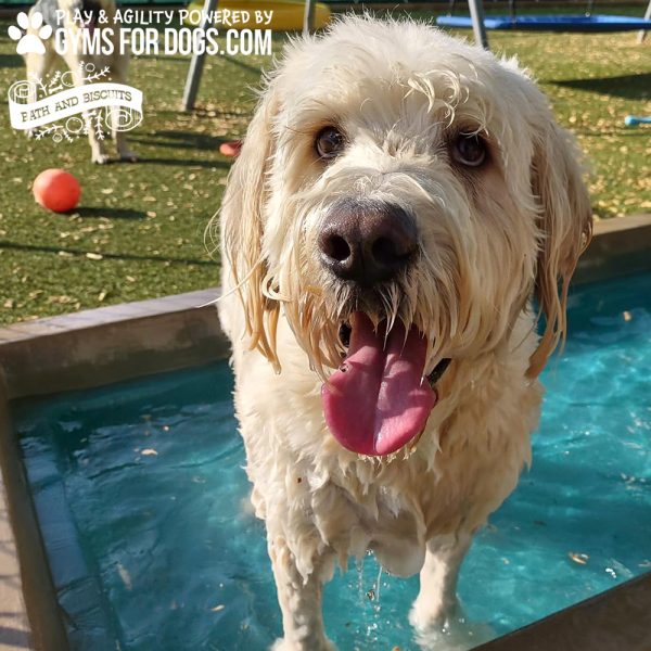 Dog Playground Equipment Cool Dog Splash Pool 06
