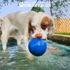 Dog Playground Equipment Cool Dog Splash Pool 1018 Dog Playground Equipment Cool Dog Splash Pool 1018