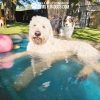 Dog Playground Equipment Cool Dog Splash Pool 10185 Dog Playground Equipment Cool Dog Splash Pool 10185