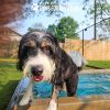 Dog Playground Equipment Cool Dog Splash Pool 10206 Dog Playground Equipment Cool Dog Splash Pool 10206
