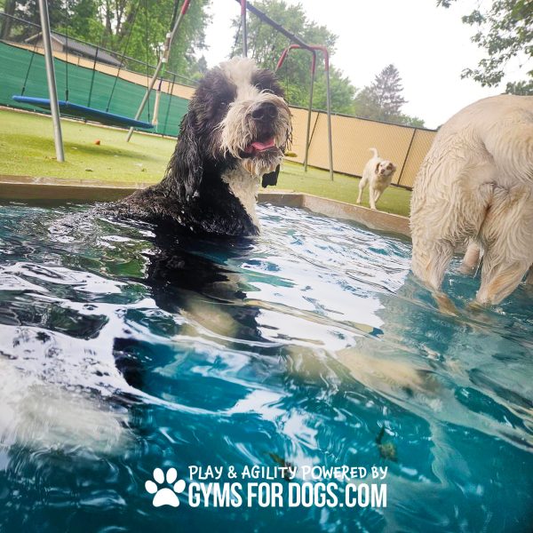 Dog Playground Equipment Cool Dog Splash Pool 107