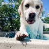 Dog Playground Equipment Cool Dog Splash Pool x2 Dog Playground Equipment Cool Dog Splash Pool x2