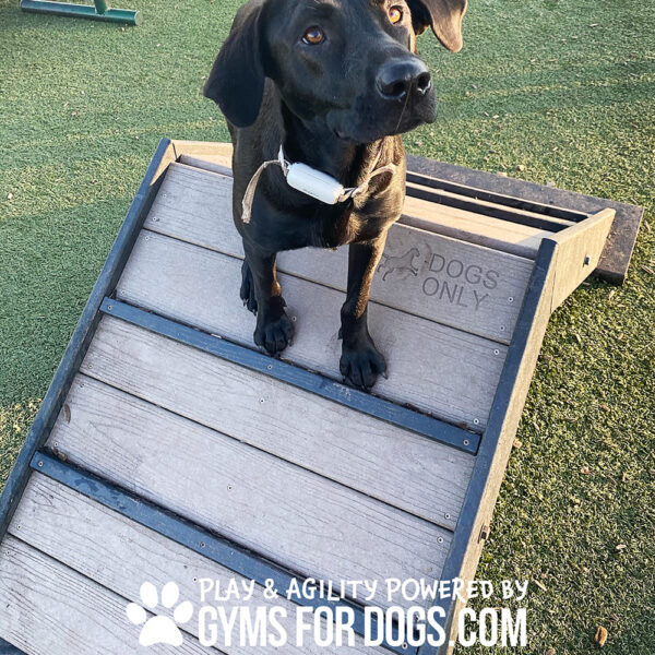 Dog Playground Equipment Mini Hill Climb LX 05