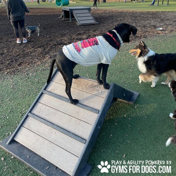 Dog Playground Equipment Mini Hill Climb LX 16
