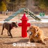 FireHydrant GymsForDogs ThermoPlasticCoating