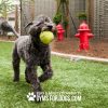 FireHydrant PortableMount GymsForDogs Grant
