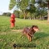 FireHydrant SurfaceMount GymsForDogs StantheMan