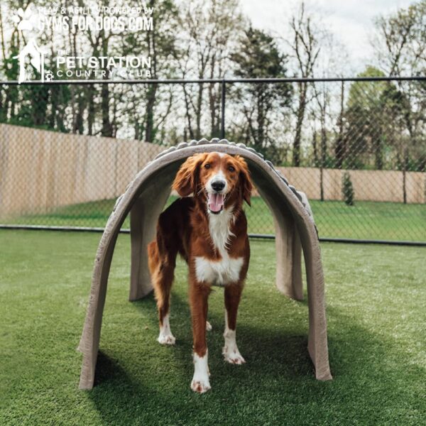 Gyms For Dogs Hammies Tunnel House LX 07
