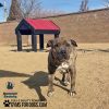 TunnelHouseLXL NevadaHumaneSociety TunnelHouseLXL NevadaHumaneSociety