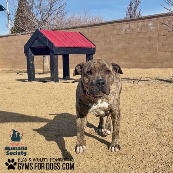 TunnelHouseLXL NevadaHumaneSociety