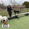 dog park equipment jump balance beam 04 - Gyms For Dogs dog park equipment jump balance beam 04