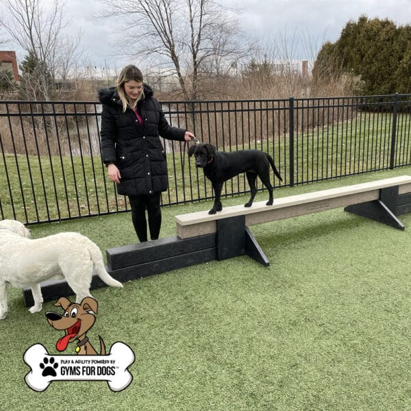 dog park equipment jump balance beam 04 - Gyms For Dogs dog park equipment jump balance beam 04