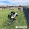 dog park equipment jump balance beam 09 - Gyms For Dogs dog park equipment jump balance beam 09