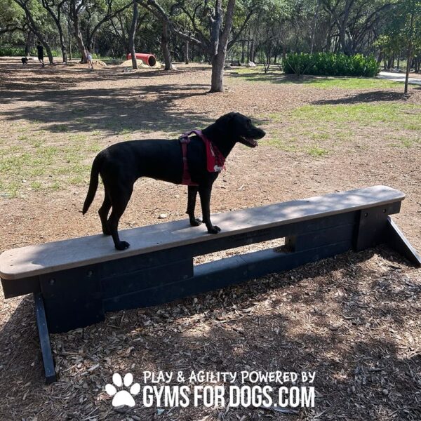 dog park equipment jump balance beam 11 - Gyms For Dogs dog park equipment jump balance beam 11