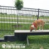 dog park equipment jump balance beam 14 dog park equipment jump balance beam 14