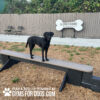 dog park equipment jump balance beam 15 - Gyms For Dogs dog park equipment jump balance beam 15