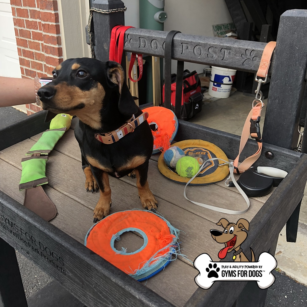 Discount dog leash holder for outside Clearance