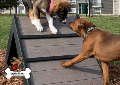 Mini Hill Climb Gyms For Dogs Agility Products 2s