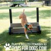 dog playground equipment jump hurdles 4