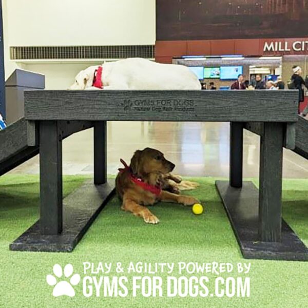 Indoor Dog Park Dog Agility Course Training Near Me Dog Agility