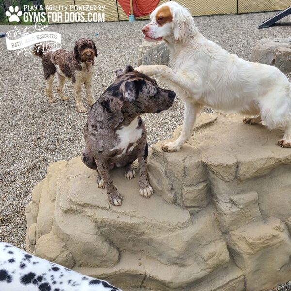 Dog Playground Equipment Luxury Climbing Boulder XL 12