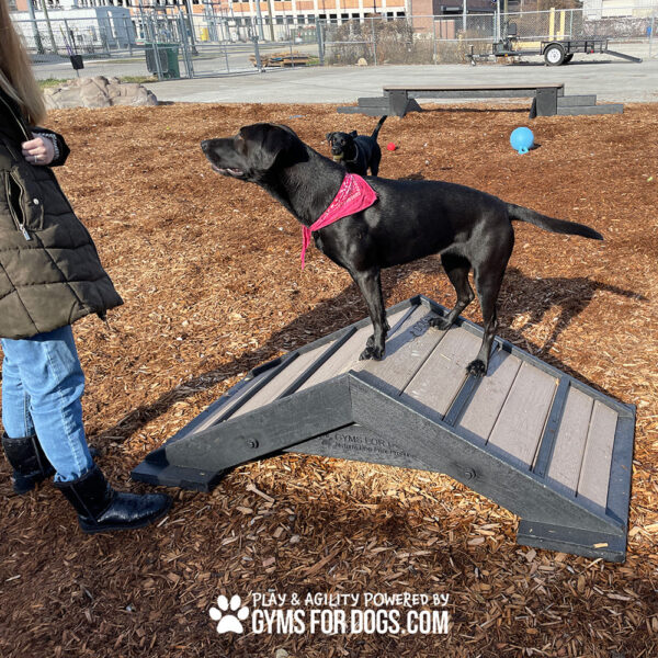 Dog Playground Equipment Mini Hill Climb SM 06 - Gyms For Dogs Dog Playground Equipment Mini Hill Climb SM 06