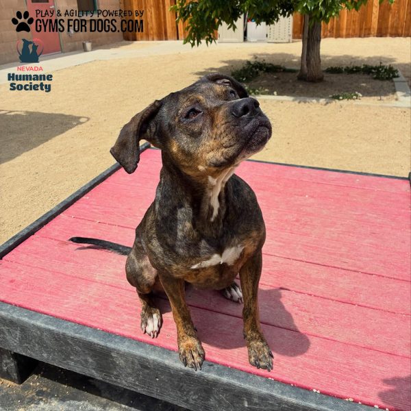 Dog Playground Equipment Training Platform LX 07